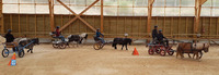 Séance d'attelage poneys en simple et en paire